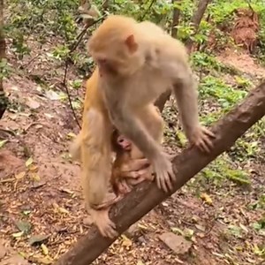 16K views · 161 reactions | Poor Baby Monkey Being Forced To Wean And Torture By Mother Monkey #monkeys #MonkeyLife #babymonkey #amazing #facebook #videovirales #animals | Monkeys Premature | Facebook