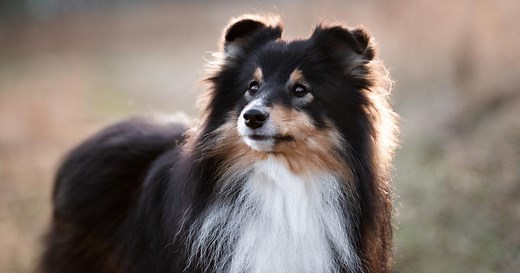 Berger des Shetland : origine, taille et caractère
