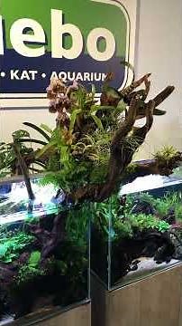 Vivarium 2025 - planted aquariums of other companies 2 short