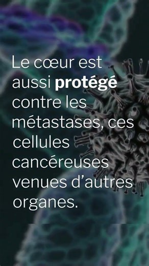 Pourquoi le cœur a presque jamais de cancer 😳🫀