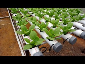 😱🤖🥬This Farm Runs ITSELF — HUMANS Not Needed Anymore?!