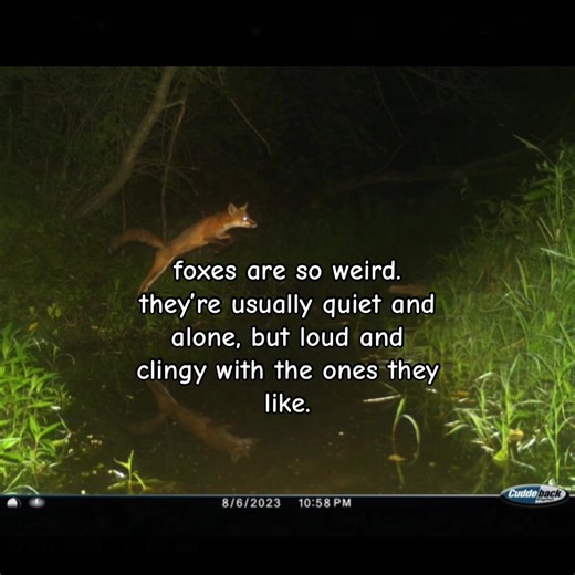 Understanding Fox Behavior and Social Dynamics