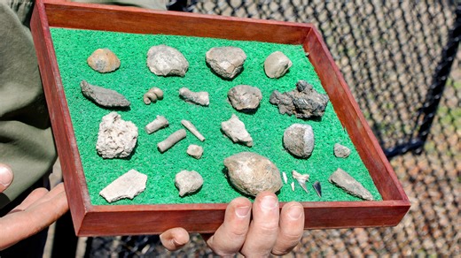 We visited one of America’s only public fossil quarries east of the Mississippi and unearthed 66-million-year-old remains