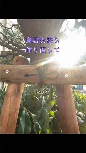 松を守る！「剪定と古い支柱のリニューアルと幹の穴埋め作業」 #庭師のVlog #一級造園技能士