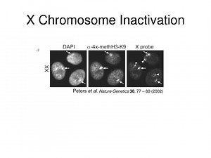 X Chromosome Inactivation - SlideServe