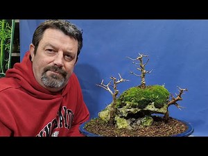 Pruning field maples