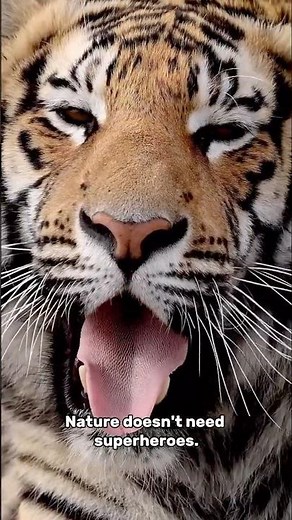 These Animals Have Real Superpowers