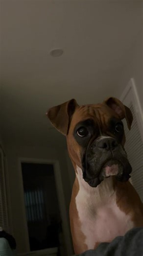 Boxer Dog Argument Over Couch Space