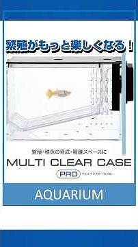【GEX史上初✨磁石で固定ができる隔離ケース！】稚魚の育成もおさかなの隔離もマルチにできる クリアでワイドビューな新ケース「マルチクリアケースプロ」
