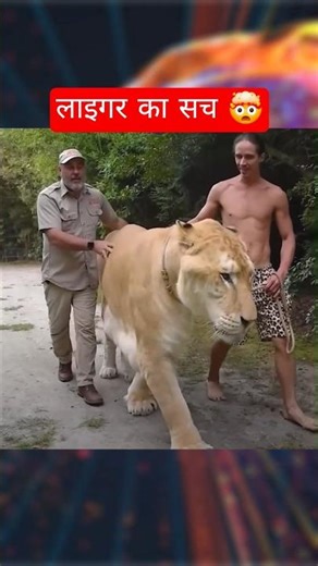 Liger Cat | Liger vs tiger | Liger vs lion | #facts #animalfacts #amazingfacts #shorts