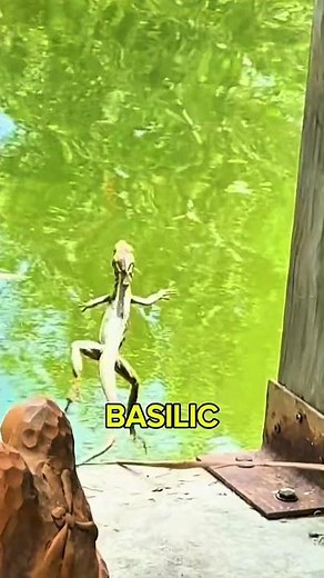 Le lézard impossible : il court sur l'eau 🦎 #science #incroyable
