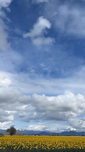 15K views · 421 reactions | Clouds dancing over the RoozenGaarde daffodil field on the way to LaConner. A sign that spring really is just about here. | Floret Flower Farm | Facebook