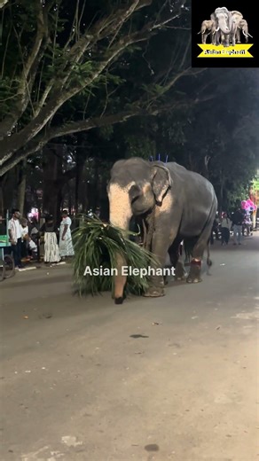 Asian Elephant Daily Routine Caught on Camera #elephant #wildlife #animals