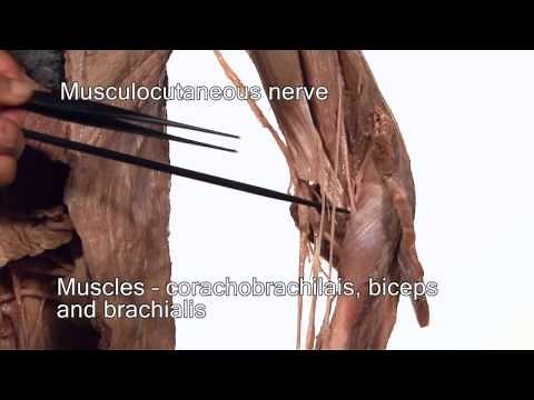 Anatomy Series, Innervation of the Upper Limb by Dr. Shakti Chandra