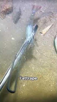 Pêche à la Crevette sauteuse 😱😱 #fishing #nature #endroits #ocean #insolite