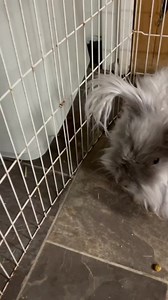 It's the season of bunny-love! And Sterling found love in Brucette...