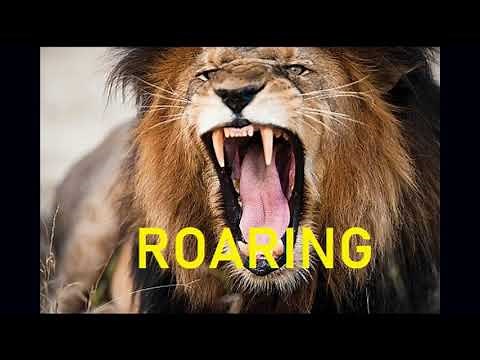 Intense Lion Roaring Fighting - Sound Effect [HD]