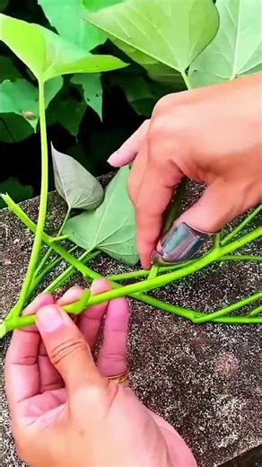 Effortless picking process of vegetable using creative tools