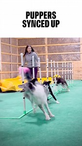 189K views · 2.6K reactions | Great synergy and coordination. What energy! | Cesar Millan | Facebook