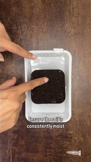 Growing Pygmy Sundews From Gemmae