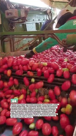 High-Speed Tomato Sorting Machine in Action! #farming #foodtech #factory