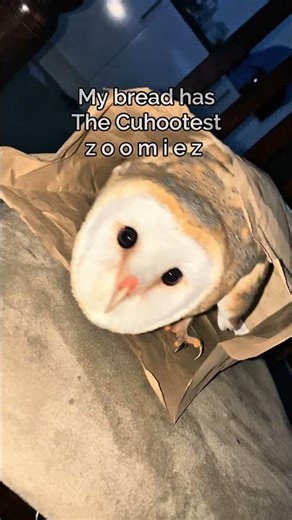 Zoomie Runs #owls #run #birds