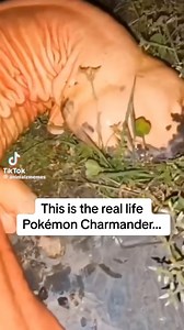 This is the real life Pokémon Charmander… | EdmundRambo
