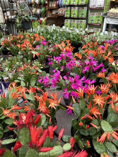 Spring cactus plants are a delightful addition to any home or garden!! With proper care and attention, spring cactus plants can thrive and bloom year after year, filling your surroundings with their enchanting presence! 🤩 | DeWayne's