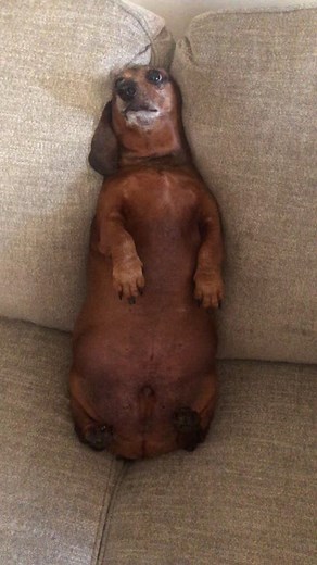 Chubby Wiener Dog: A Cute Fat Dachshund Compilation
