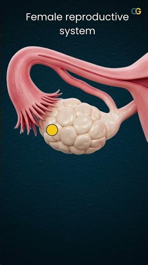 Reproduction Class 10 | Female reproductive system #cbseboardexams #ncertscience