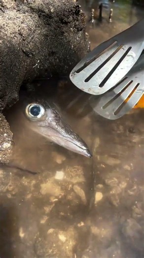 Catching a Mysterious Big-Eyed Fish! 😱🐟 #shorts