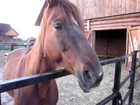 Horse's language - making funny noise