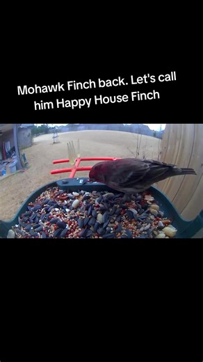 The bird watcher 🐦 🦜 🦚 (@thechirpchirpwatcher)’s videos with original sound - DrumSmoke