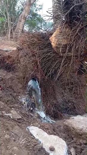 water 🌊💦 flow in the roots of Pam tree 🌴😮