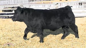 Lot 19: Ellingson Simmentals - Annual Performance Simmental Bull & Female Sale
