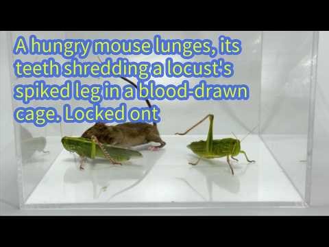 A hungry mouse lunges, its teeth shredding a locust's spiked leg in a blood-drawn cage. Locked ont