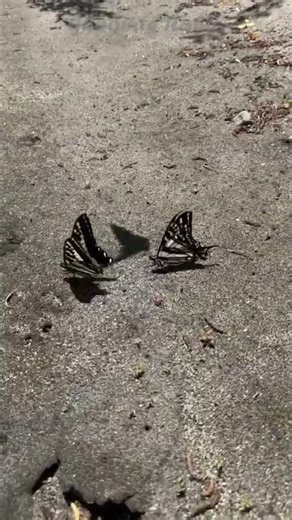 Butterfly Beach Goa | गोवा का सबसे खूबसूरत बीच | Goa budget trip | South Goa Trip