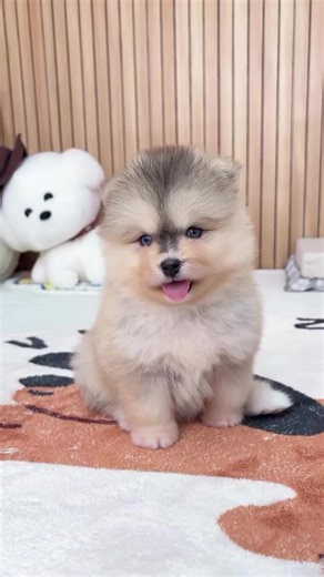 Shining bright like silver✨ This little Pomsky has the softest coat and sweetest eyes. Full of playful energy but also loves to snuggle close. A perfect mix of beauty and charm, ready to steal your heart. Every day feels brighter with this silver bundle of joy💕 #silverpomsky #pomsky #puppylove #pomskypuppy