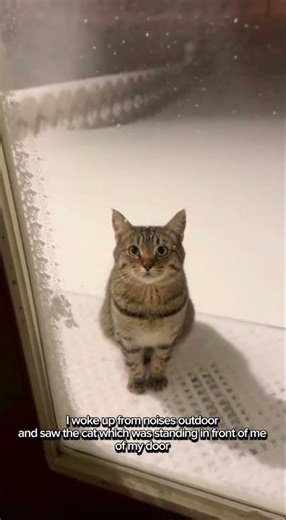 moments of saving animals #rescueefforts #animalrescue #cat