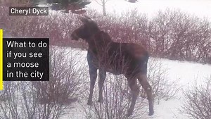 What to do if you see those loose moose in southwest Calgary (or any moose, for that matter) | CBC News