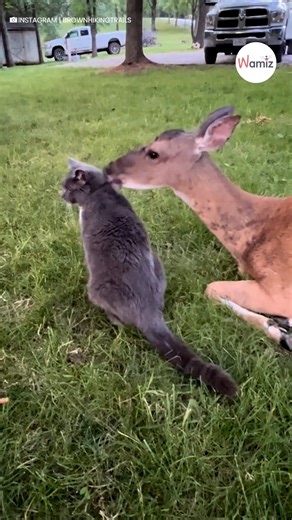66K views · 1.5K reactions | This deer loves his dog and cat siblings! ❤️ | Wamiz Forever Pet | Facebook
