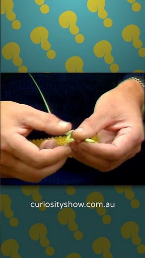 A bamboo whistle with a difference