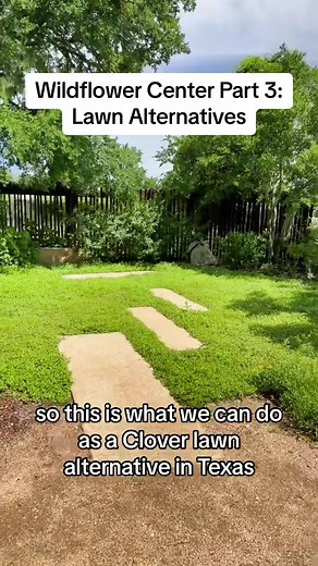 Texas Gardening Tips for Lawn Alternatives | Lady Bird Johnson Wildflower Center