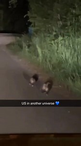 75K views · 2.5K reactions | Two Peas in a Pod. 樂 . . . . #Cute&Trashy #possum #opossum #possums #possumsofinstagram #opossumsofinstagram #opossums #opossummemes #possumkingdom #opossummemes #possummemes #opossumlove #possumlove #virginiaopossum #babyopossum #opossumlover #opossunmlife #opossumrescue #opossumbabies | ᴄᴜᴛᴇ & ᴛʀᴀꜱʜʏ | Facebook