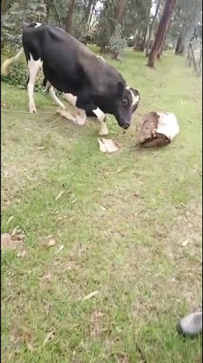 Bull Farming Insights: Life on the Farm