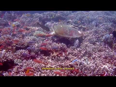 Everything You Need to Know About Proboscis Monkeys vs Snakes