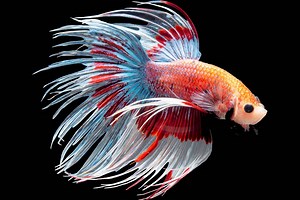 ▷ Pez Betta » Características, Alimentación, Hábitat, Reproducción, Depredadores