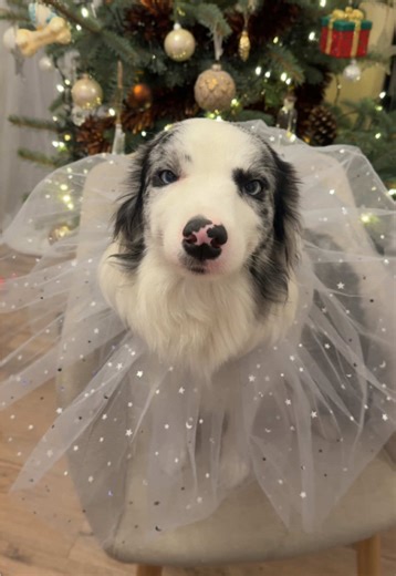 Celebrate Christmas with Your Dog: A Heartwarming Guide