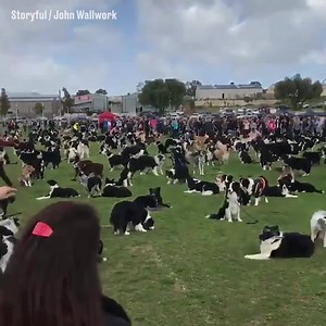9.3M views · 155K reactions | The world record for border collies together...over 600!  | LADbible | Facebook
