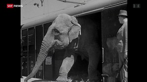 Zirkus Knie fährt nicht mehr mit Bahn an Spielorte